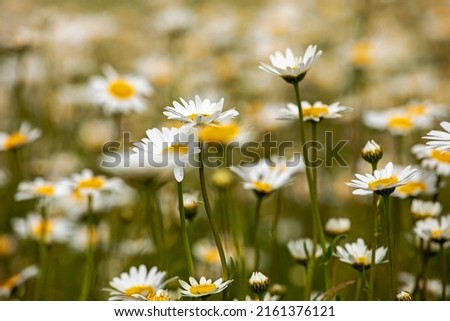 close-up of white daisy flowers in the meadow. Blurred background. Wildflowers