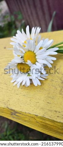 delicate small bouquet of white field daisies