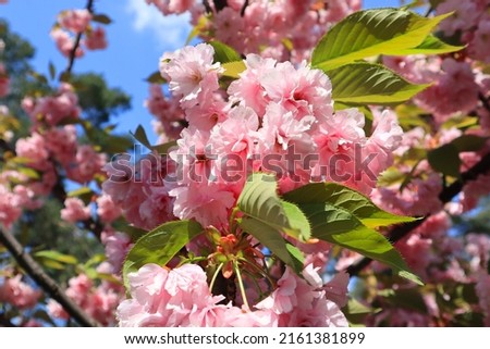 Close up view of branch of pink sakura blossoms