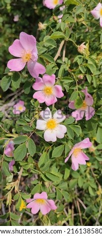 Rosa canina, commonly known as the dog rose