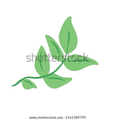 Green basil leaf on branch. Fresh culinary herbs. Aromatic Italian seasoning. Basilicum leaves, condiment, flavoring. Spice ingredient. Flat vector illustration isolated on white background Royalty-Free Stock Photo #2161389799