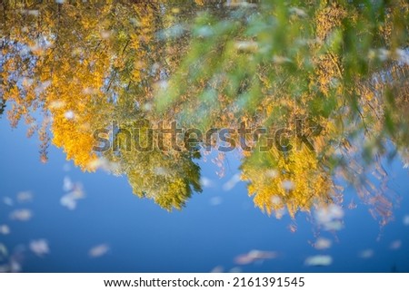 Reflection of autumn yellow trees in the water, a beautiful surface of the water, dry fallen leaves on the water, a lake in a nature reserve, tourism, wallpaper and background for a smartphone.
