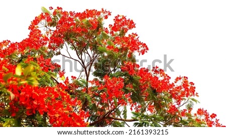 Delonix regia Delonix regia is a species of flowering plant in the bean family Fabaceae, subfamily Caesalpinioideae native to Madagascar. It is noted for its fern-like leaves and flamboyant display of