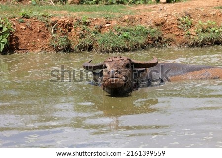 Swamp buffalo, raised on a farm in Thailand