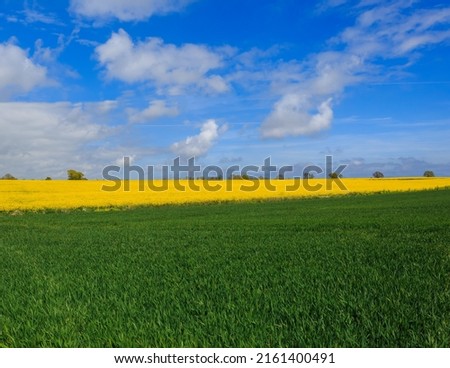 Scenic view across the green, yellow fields of east anglia. With blue cloudy sky. Royalty-Free Stock Photo #2161400491