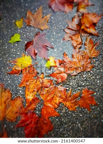 out of all the seasons of the year, autumn is still my favorite, i love walking in the autumn rain