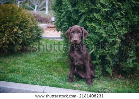 Photo of a young kurzhaar on the lawn in the yard.