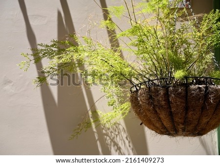 Sphagnum Moss hanging planter with an asparagus fern plant. Royalty-Free Stock Photo #2161409273