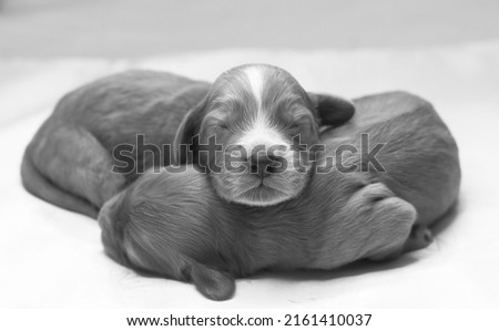 One-week-old puppies. Puppy sleeping. Born puppies. Eyes closed. Puppy of a cocker spaniel. Brown color puppies. White bald spot on the head. Gold color cockapoos puppies. Black and white photo.