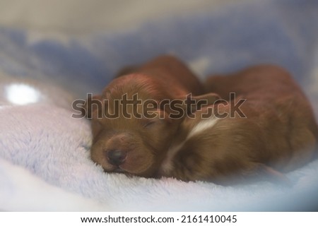 One-week-old puppies. Puppy sleeping. Born puppies. Eyes closed. Puppy of a cocker spaniel. Brown color puppies. White bald spot on the head. Royalty-Free Stock Photo #2161410045