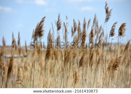Reed belt near Rust on Lake Neusiedl in Burgenland, Austria Royalty-Free Stock Photo #2161410873