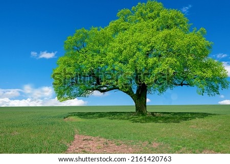 Green tree stands in the countryside in spring