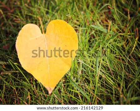  an image of single fallen leaf on ground in a ray of sunshine on the earth 