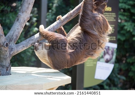 A brown Sloth climbing down the tree at Indianapolis Zoo