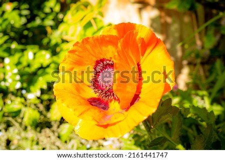 Magnificent Oriental Poppy seen in full bloom. Showing high amounts of detail of the central stamen.