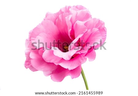 eustoma flower isolated on white background Royalty-Free Stock Photo #2161455989