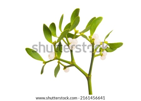 mistletoe branch isolated on white background