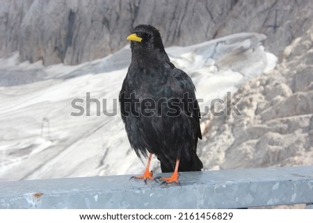 this picture shows a black bird surrounded by some mountains 
