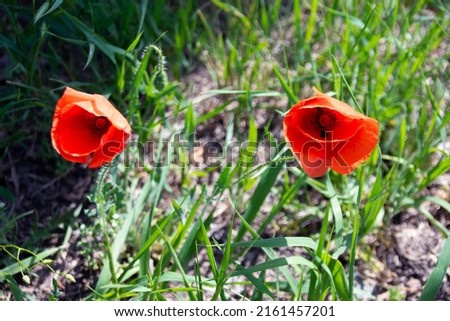 Flowers of a red field poppy on a background of spring greenery.