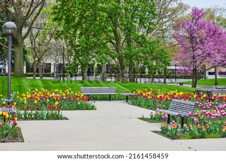 Indiana city park with benches surrounded by colorful spring tulip garden and cherry trees