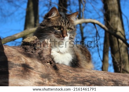 this picture shows a cat exploring the forest in autumn
