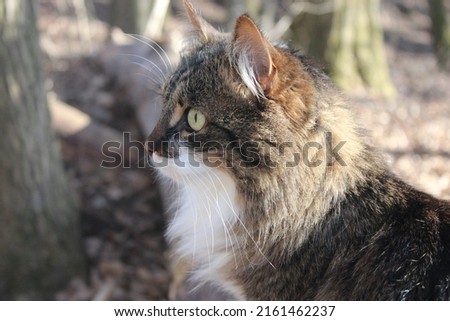 this picture shows a cat exploring the forest in autumn