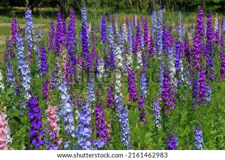 The photo was taken in the city garden of Odessa. The picture shows a field of flowers in bright shades called Delphinium. Royalty-Free Stock Photo #2161462983