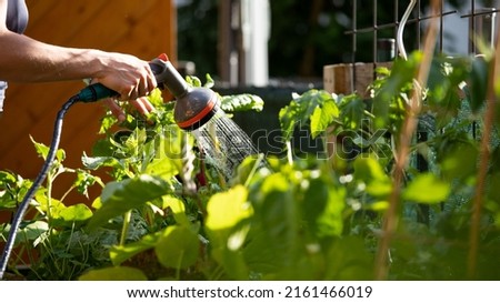 Urban gardening: Watering fresh vegetables and herbs on fruitful soil in the own garden, raised bed. Royalty-Free Stock Photo #2161466019