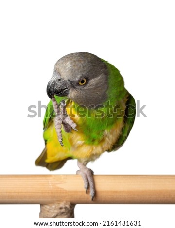 Poicephalus Senegal. Senegal parrot perching on a twig on a white background. photo
