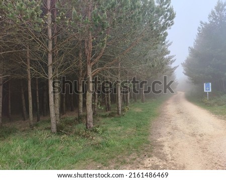 Spain forest on the camino de Santiago Royalty-Free Stock Photo #2161486469