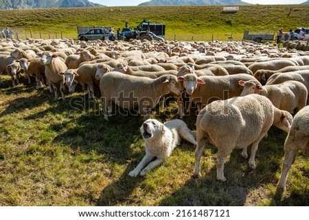 Shepherd dog barking to guard a flock of sheep. Sheepdog barks. Abruzzo, Italy Royalty-Free Stock Photo #2161487121