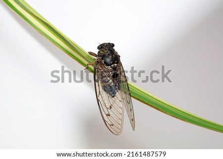 Leaf cicada on wild plants, North China Royalty-Free Stock Photo #2161487579