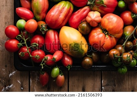 Homegrown tomatoes on a baking tray. Colorful variety of tomatoes. Royalty-Free Stock Photo #2161506393