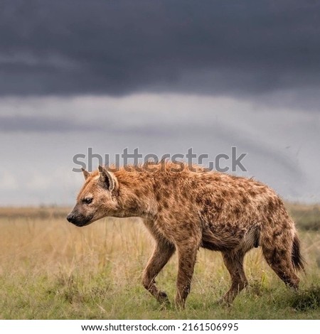 A hyena with a downcast look passes through the steppe space with a large view