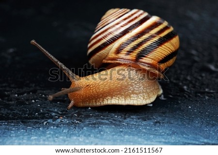 beautiful striped snail in the studio