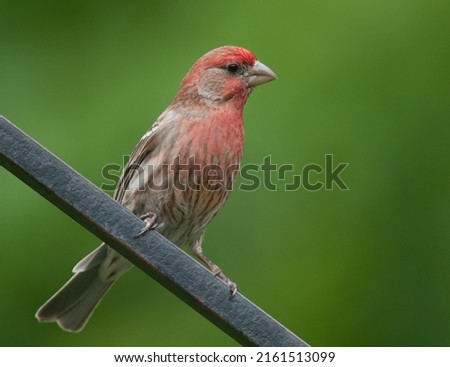 Closeup profile of the rosy-colored male house finch against muted green background Royalty-Free Stock Photo #2161513099
