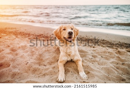 The dog sits on a sea beach. Concept of the summer adventures with the golden retriever at the seaside vacation. Royalty-Free Stock Photo #2161515985