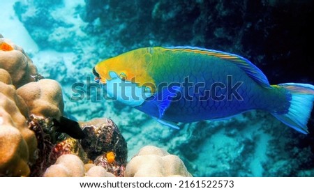 Underwater photo of blue Queen parrotfish swimming among coral reef. Large and adult male Scarus vetula fish on Koh Tao island, Gulf of Thailand. Snorkeling or diving. enjoy underwater wildlife.