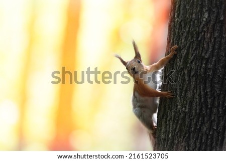 A card with funny fluffy squirrel peeking out from behind tree trunk on beautiful magical autumn background. A European squirrel with tufted ears and black eyes. Wild animals in their natural habitat Royalty-Free Stock Photo #2161523705