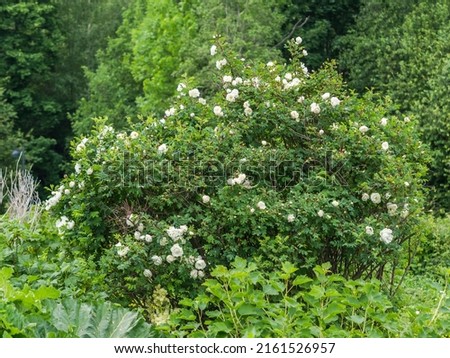 A shrub of white roses blooming,  Finnish cultivar Midsummer rose, forest background Royalty-Free Stock Photo #2161526957