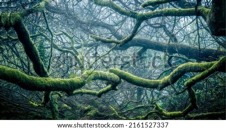 Tree branches covered with moss. Branchy forest in moss. Mossy forest with branchy trees. Mossy tree branches Royalty-Free Stock Photo #2161527337