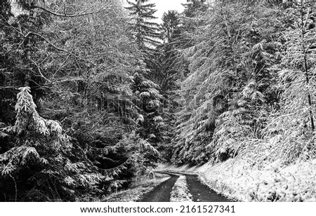 Winter road to the snowy forest. Winter snow forest way. Road to snowy winter forest. Winter forest road in snow Royalty-Free Stock Photo #2161527341