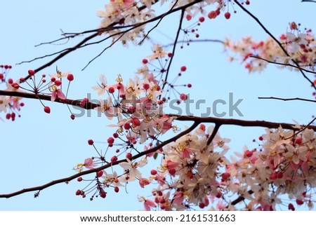 cherry blossom in spring in Khon Kaen province, Thailand 