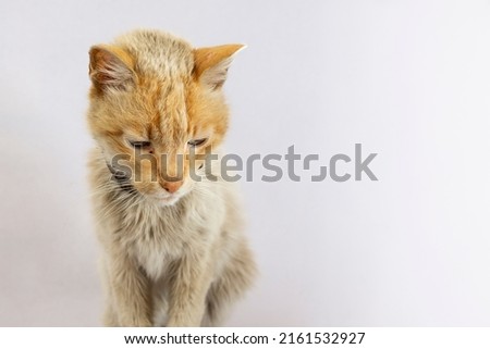 Skinny old cat looking down with sadness, isolated on white Royalty-Free Stock Photo #2161532927