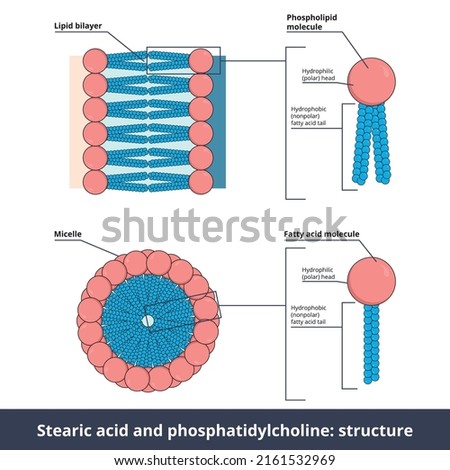 NONPOLAR-TAIL Stock Vector Images - Avopix.com