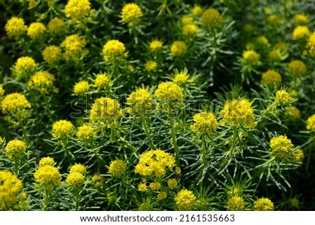 Cypress Spurge, Euphorbia cyparissias flowering in spring. This plant is considered a noxious weed in many places