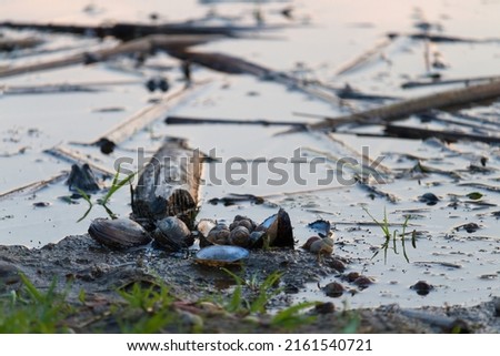 Sea shells of mollusks on a stone on the bank of a river. Shell clams. Background. Close-up.