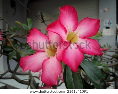 Bunga Kamboja Jepang Adenium Obesum