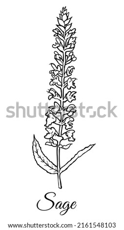 Drawing of Sage isolated on white background. Medicinal herb. Vector Illustration.