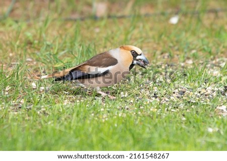 Close up of a foraging Hawfinch, Coccothraustes coccothraustes, in a grass field with sunflower seed in beak being peeled by rapid beak movement Royalty-Free Stock Photo #2161548267